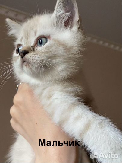 Шотландские котята