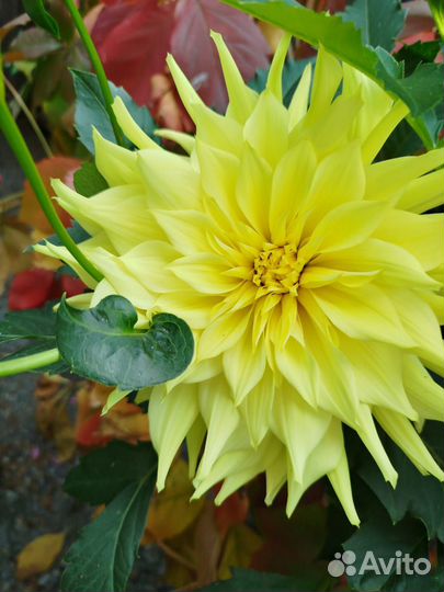 Ромашка аптечная(для использования)