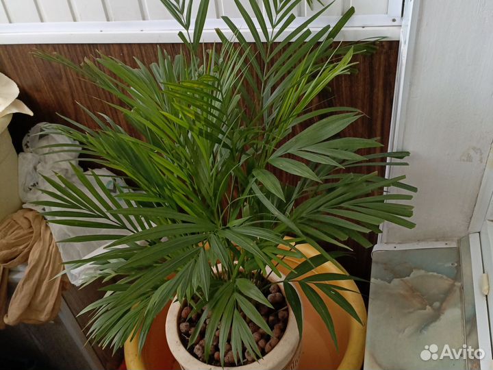 Пальма Areca dipsis, высота 101см