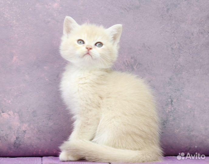 Британская золотая лиловая шиншилла кошка bri cy12
