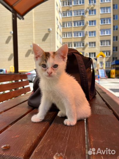 Отдам котенка в добрые и заботливые руки