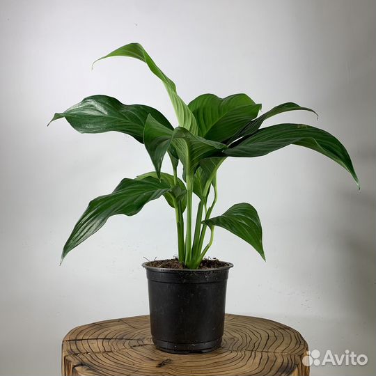 Спатифиллум (крупный лист), d-15