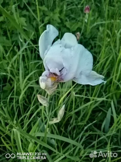 Очиток, ирисы, лук порей, перец