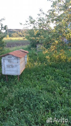 Продам пчелосемьи