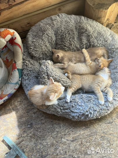 Отдам в дар котят
