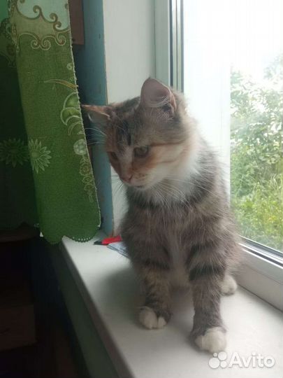 Кошка в дар бесплатно