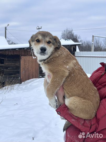Одам щенков бесплатно