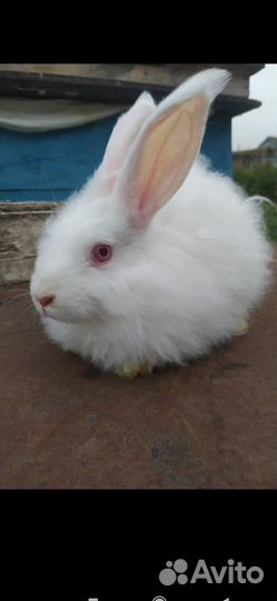 Кролики пуховые