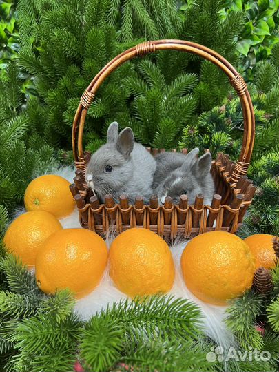 Царские кролики декоративные