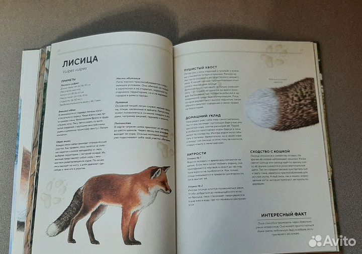 Книга Лесные животные в натуральную величину