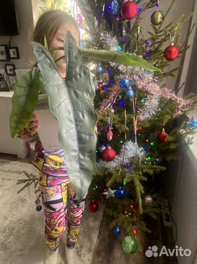 Alocasia heterophylla Silver / алоказия хетерофила