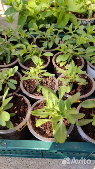 Калибрахоа