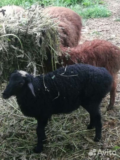 Овцы бараны ягнята