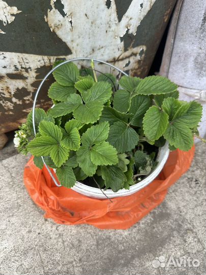 Клубника виктория