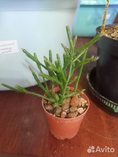 Кактусы и суккуленты