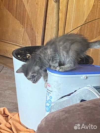 Кошечка в добрые руки