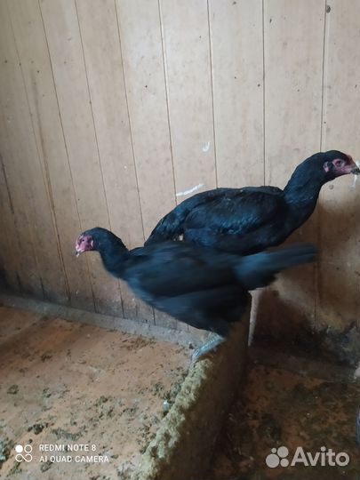 Бойцовая птица