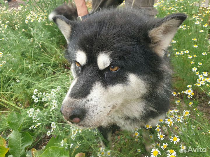 Аляскинский маламут бесплатно