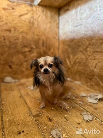 Собаки бесплатно в добрые руки