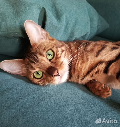 Бенгальские котята