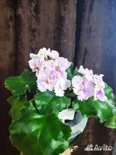 Цветущие фиалки