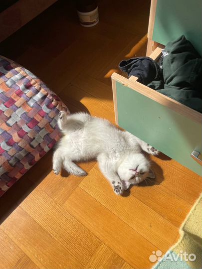 Британская шиншилла