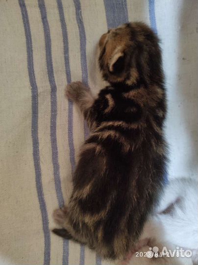 Британские котята