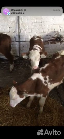 Телята бычки