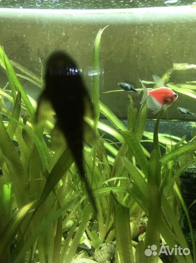 Аквариумные сомики