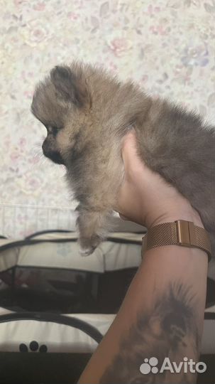 Померанский шпиц