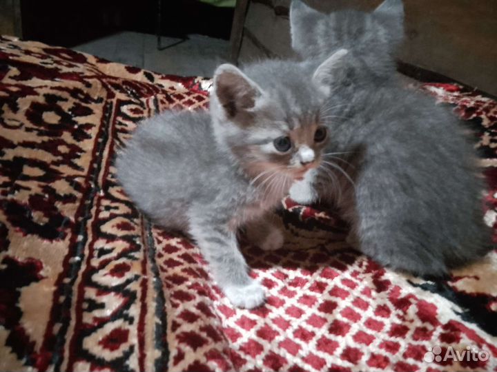 Котенок в дар бесплатно