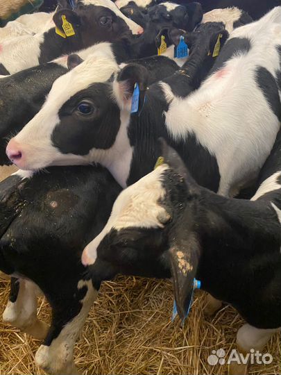 Телята бычки 3-4 мес, отпоенные. Доставка