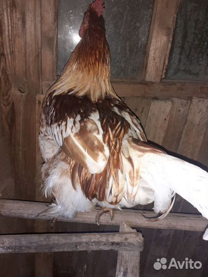 Молодые петухи