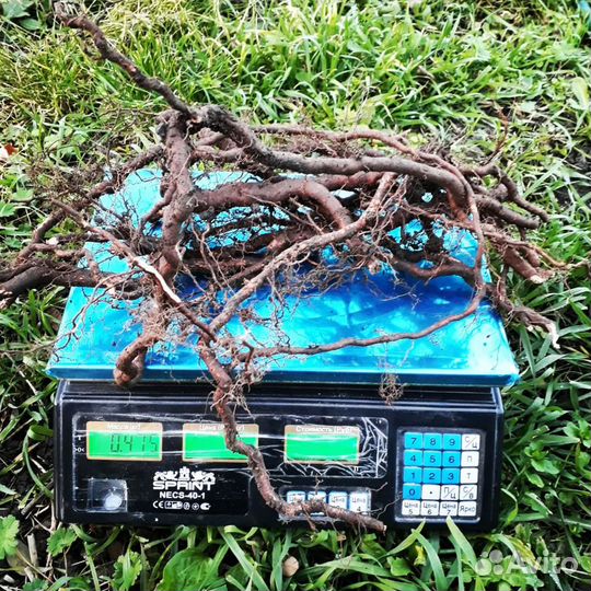 Маточные корни ежевики