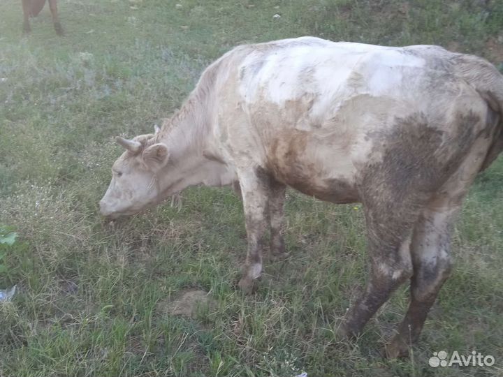 Продам телок