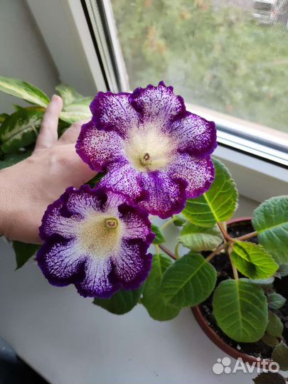 Комнатные цветы