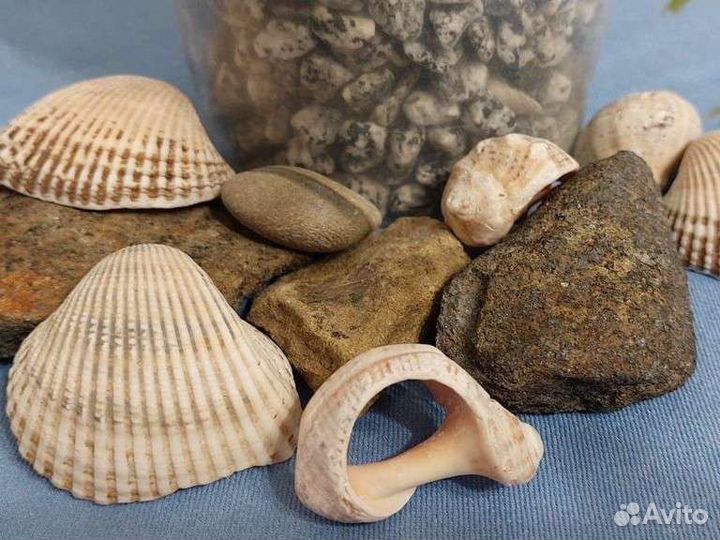 Набор для аквариума, Водоросли, ракушки и камни