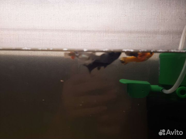 Рыбки молинезия 2 и гуппи 5 продам всех видно фото