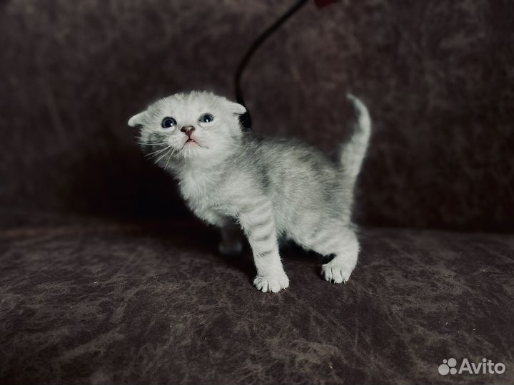 Котята ищут дом