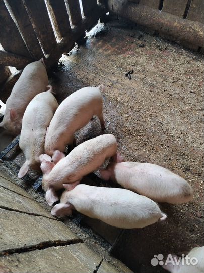 Поросята