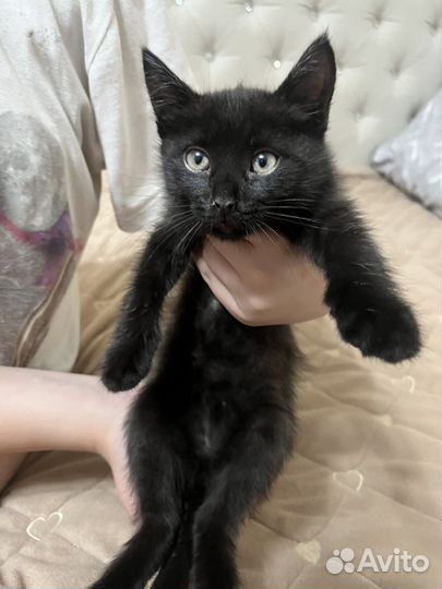 Отдам котёнка в добрые руки