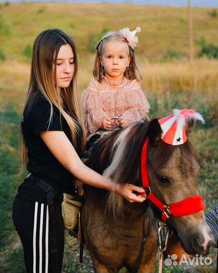 Пpодам Шетлeндскую пони