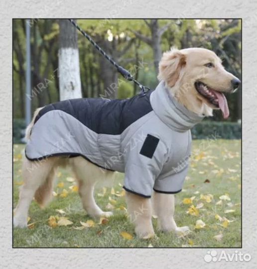 Одежда для собаки