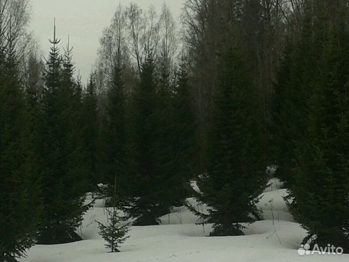 Пихты