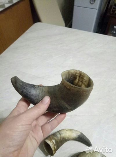 Рога коровы