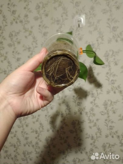 Монстера Деликатесная (2 черенка вместе )