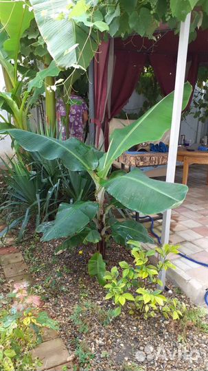 Банан Японский, банановая пальма, банан Тропикана