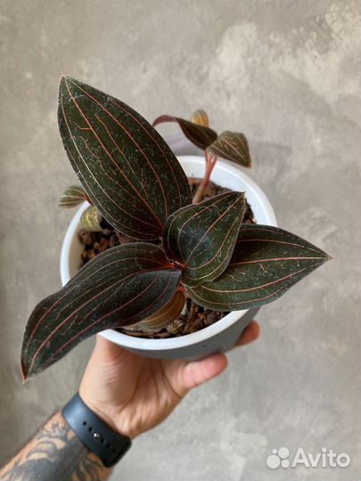 Орхидея Лудизия