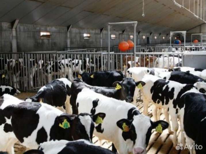 Бычки телята