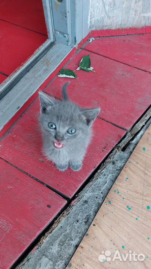 Отдам котят в добрые руки